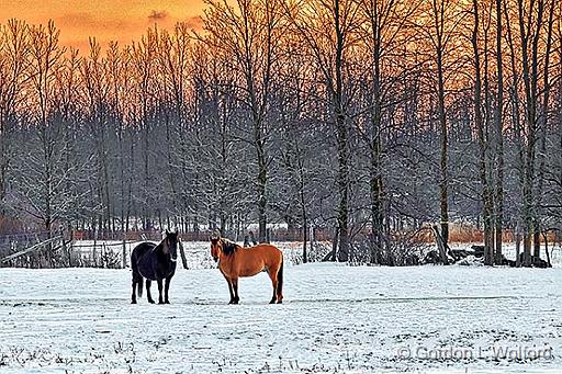 Winter Horses At Sunrise_P1240261-3.jpg - Photographed near Jasper, Ontario, Canada.